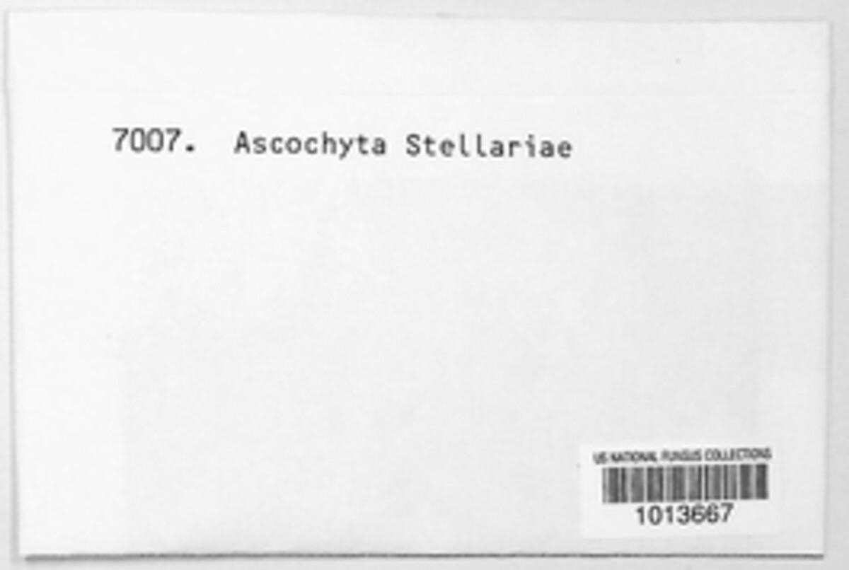 Ascochyta stellariae image